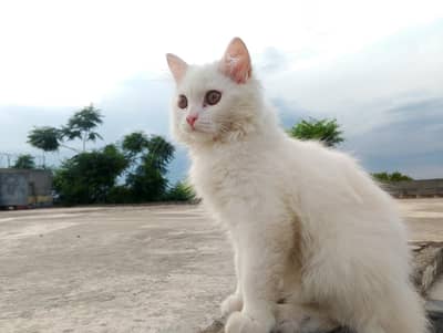 CAT WHITE COLOR  AGE 3 MONTHS