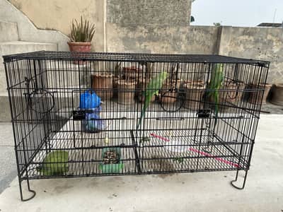 Parrots for sale pair