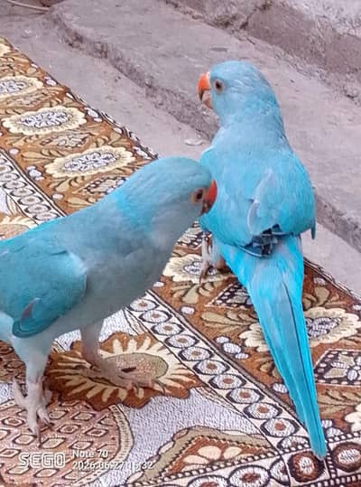 rengnicke blue for sale 0315/5097/807