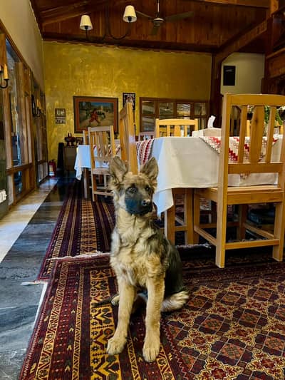 German Shepherd female