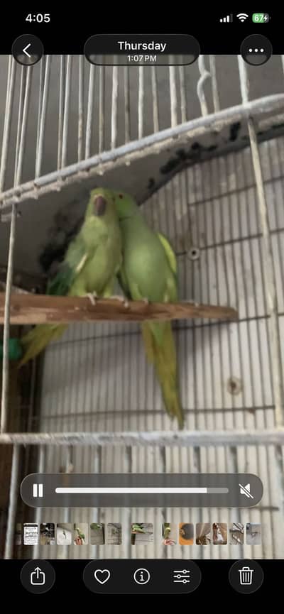 Pairs and hand tame chicks 0/3/2/1/8/7/2/1/7/1/3