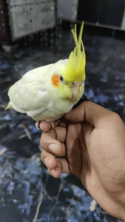 cocktail parrot