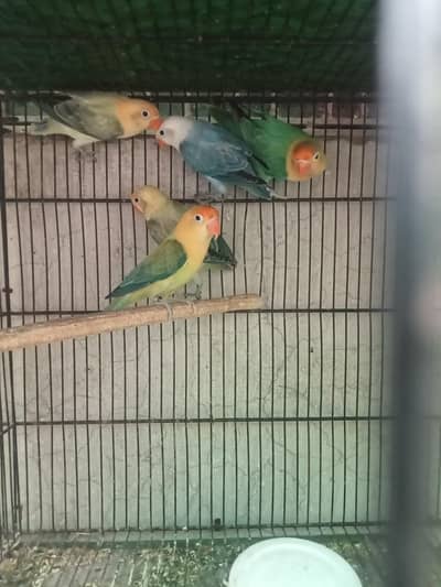 Parblue opline breeder pair with chicks