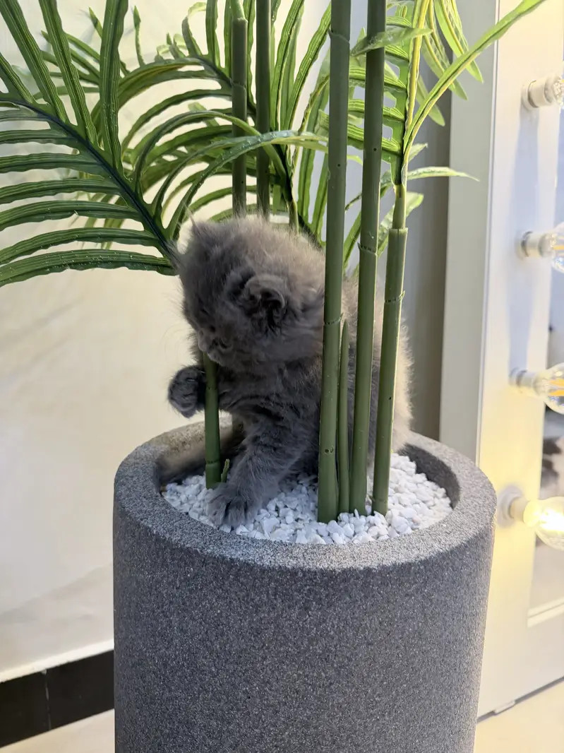 Grey triple coated kitten — photo 4