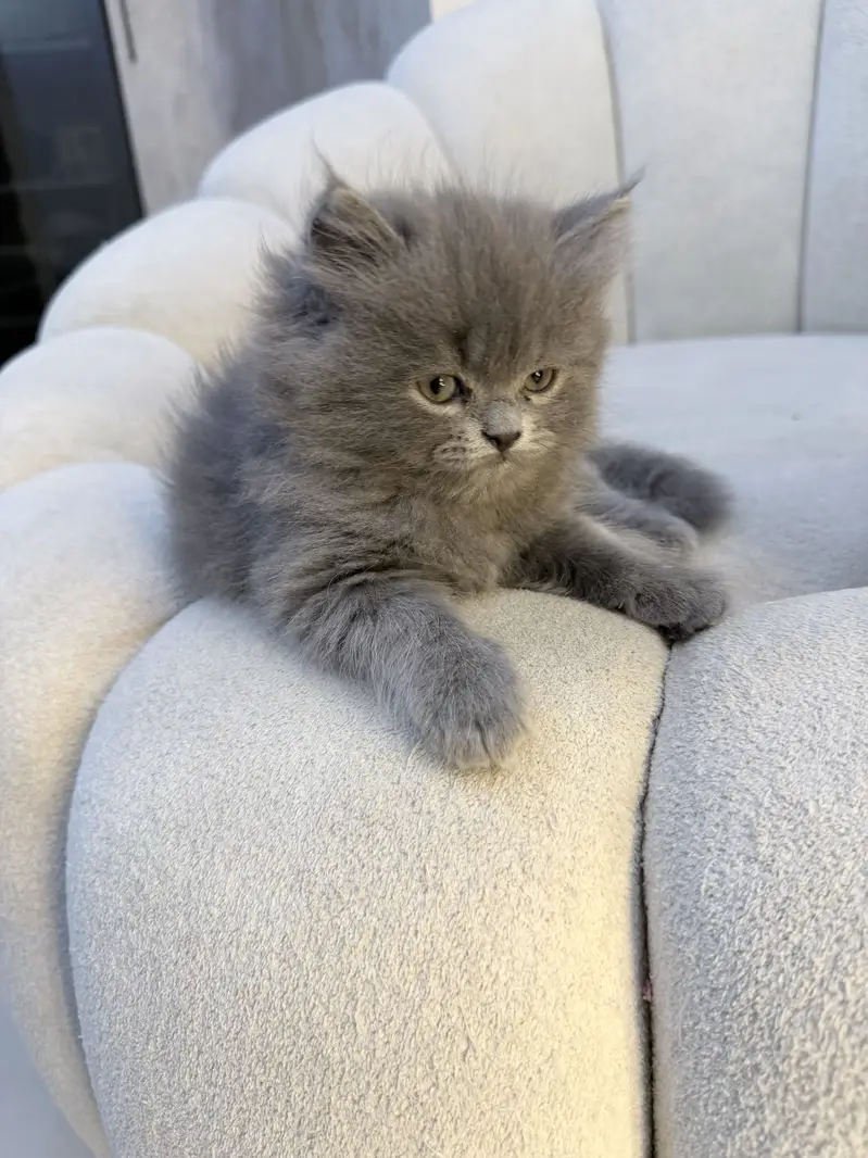 Grey triple coated kitten — photo 2