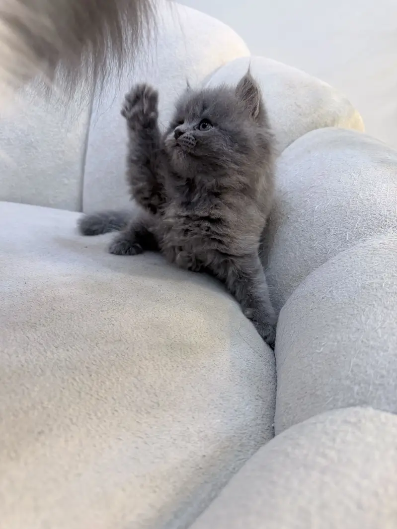 Grey triple coated kitten — photo 3