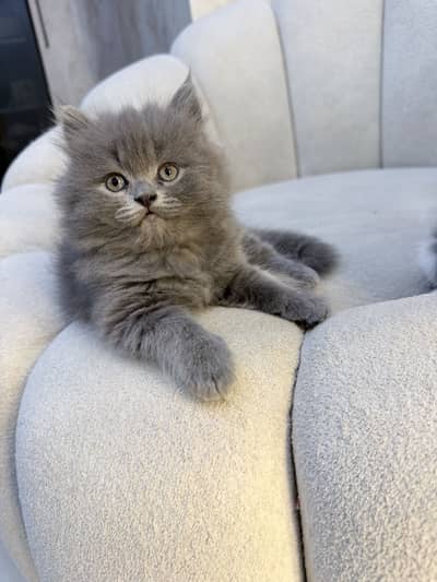 Grey triple coated kitten