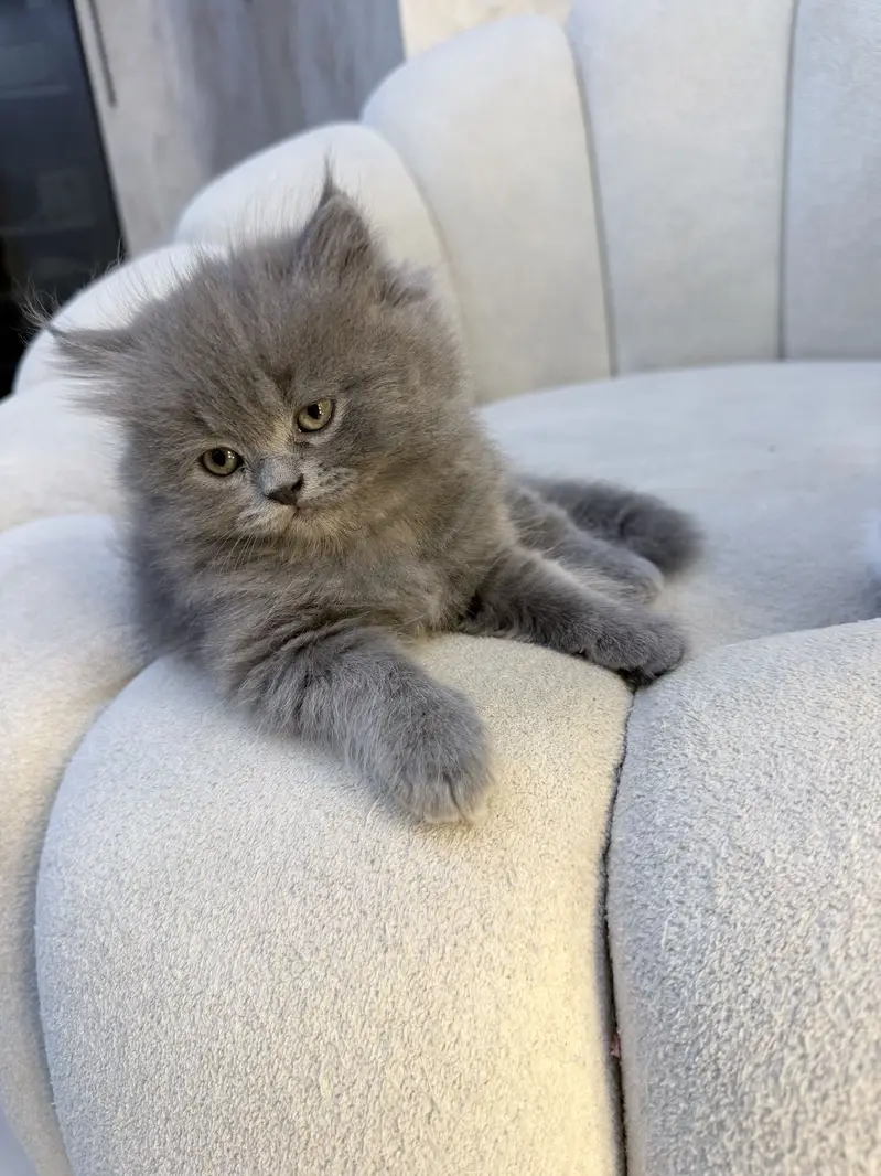 Grey triple coated kitten — photo 5