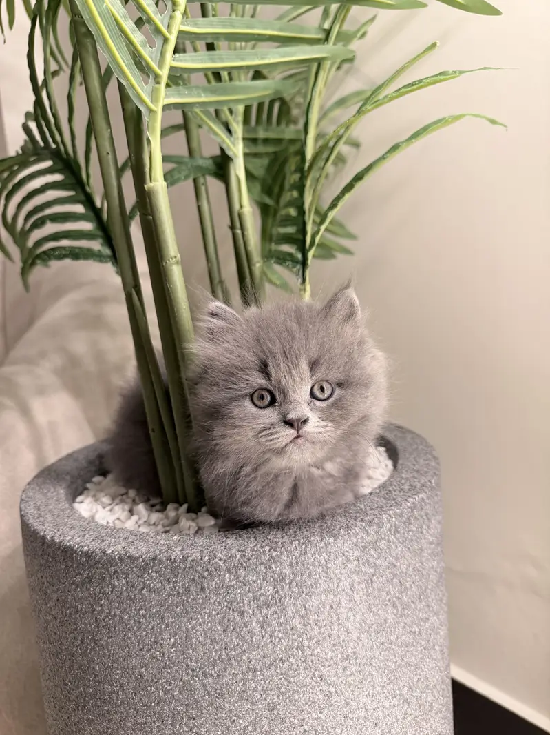 Grey triple coated kitten — photo 6