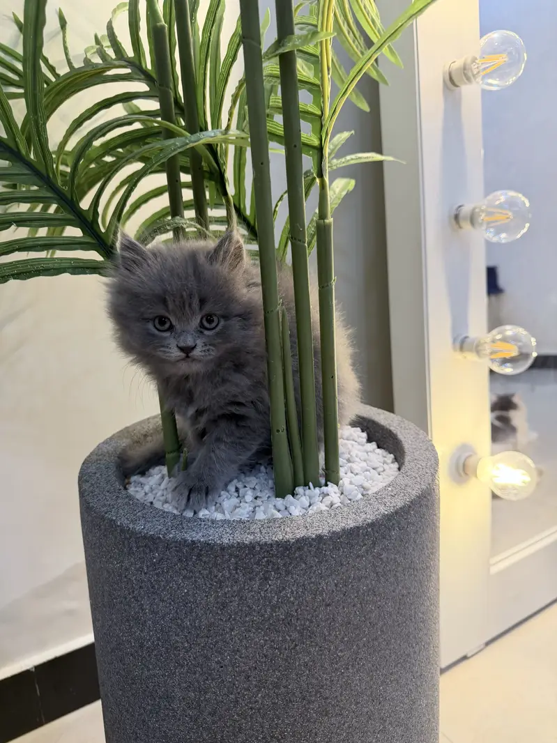 Grey triple coated kitten — photo 7