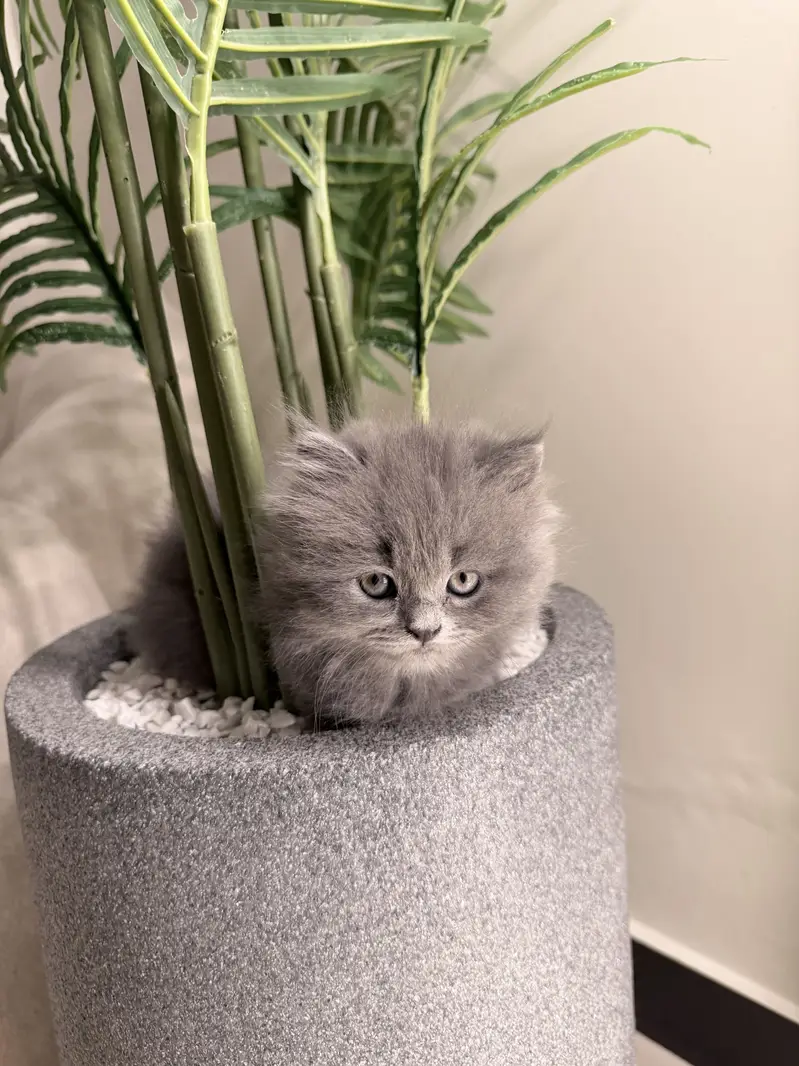Grey triple coated kitten — photo 8