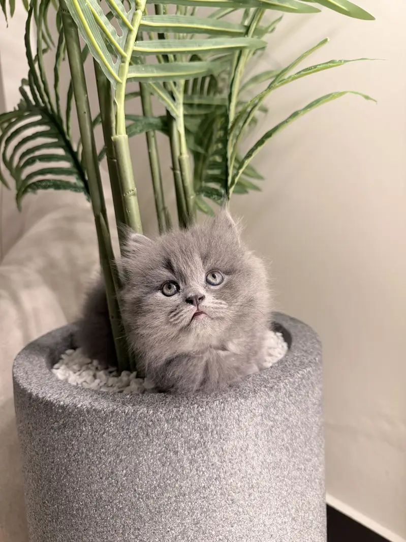 Grey triple coated kitten — photo 9