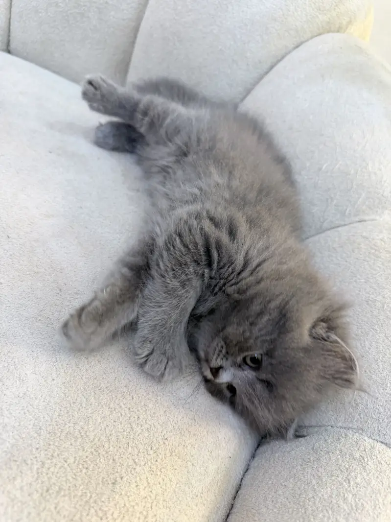 Grey triple coated kitten — photo 10