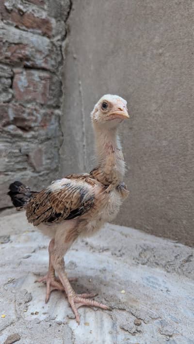 top quality aseel Chicks