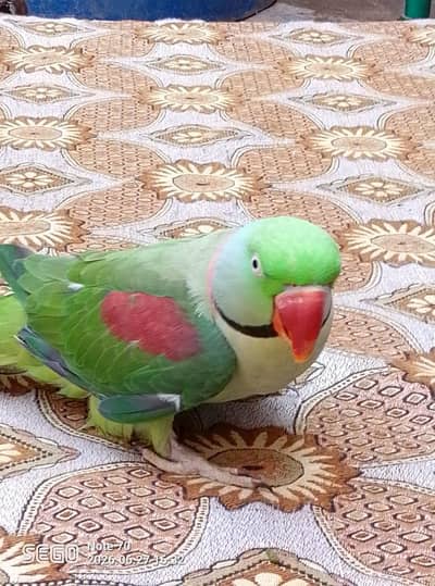 Kashmir raw bredar parrot for sale 03/1550/97807
