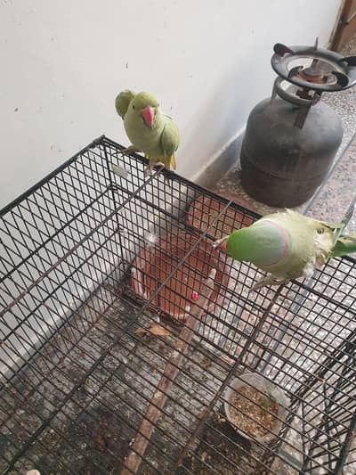 Green Parrots urgent  for Sale