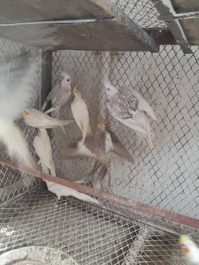 Cocktail, Bajri and dove for sale