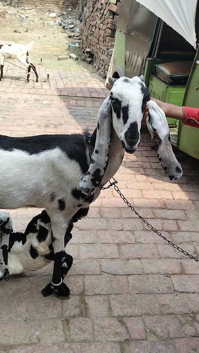Goats