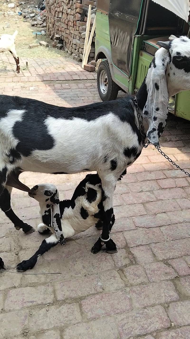 Goats 1