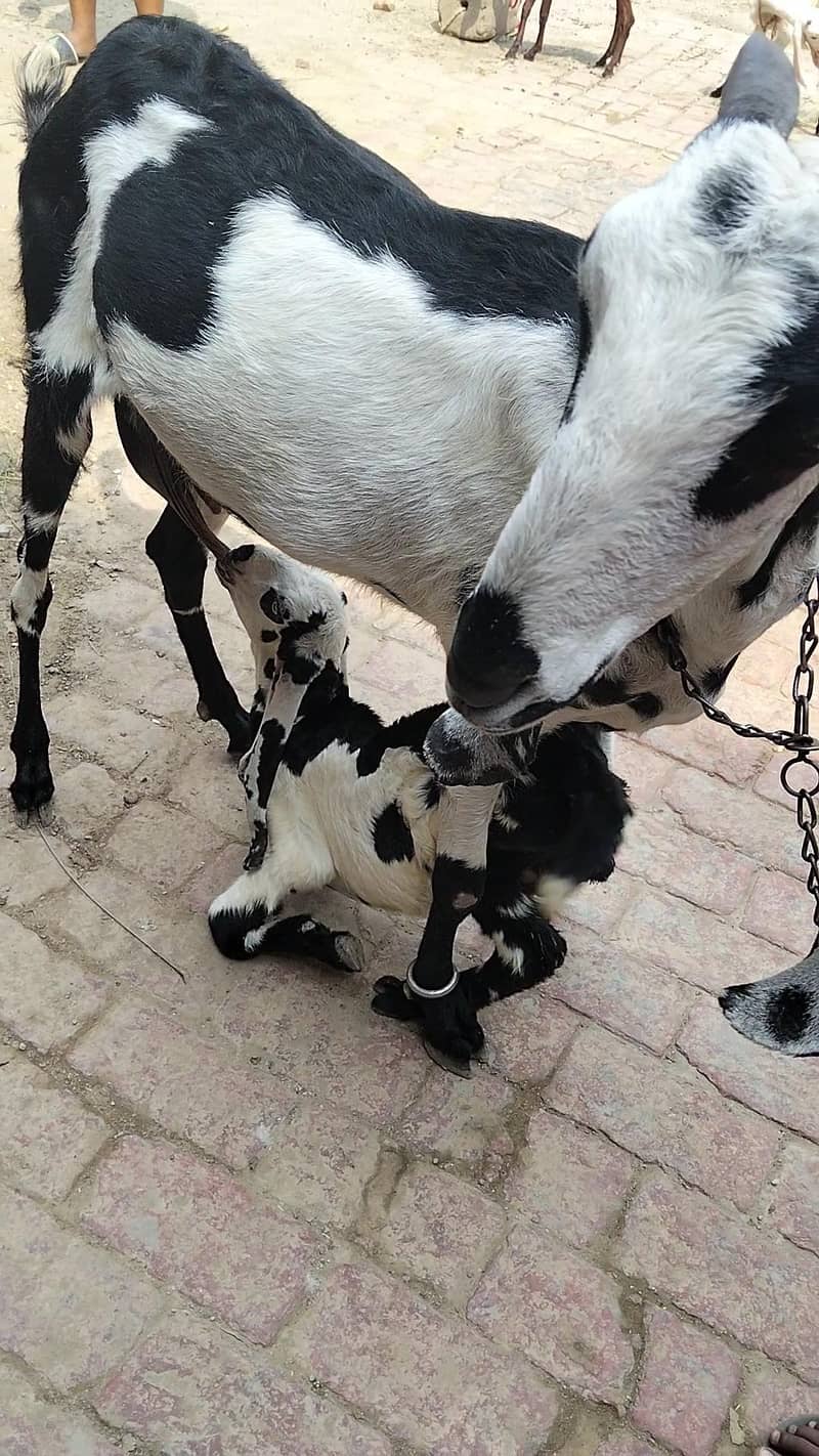 Goats 2