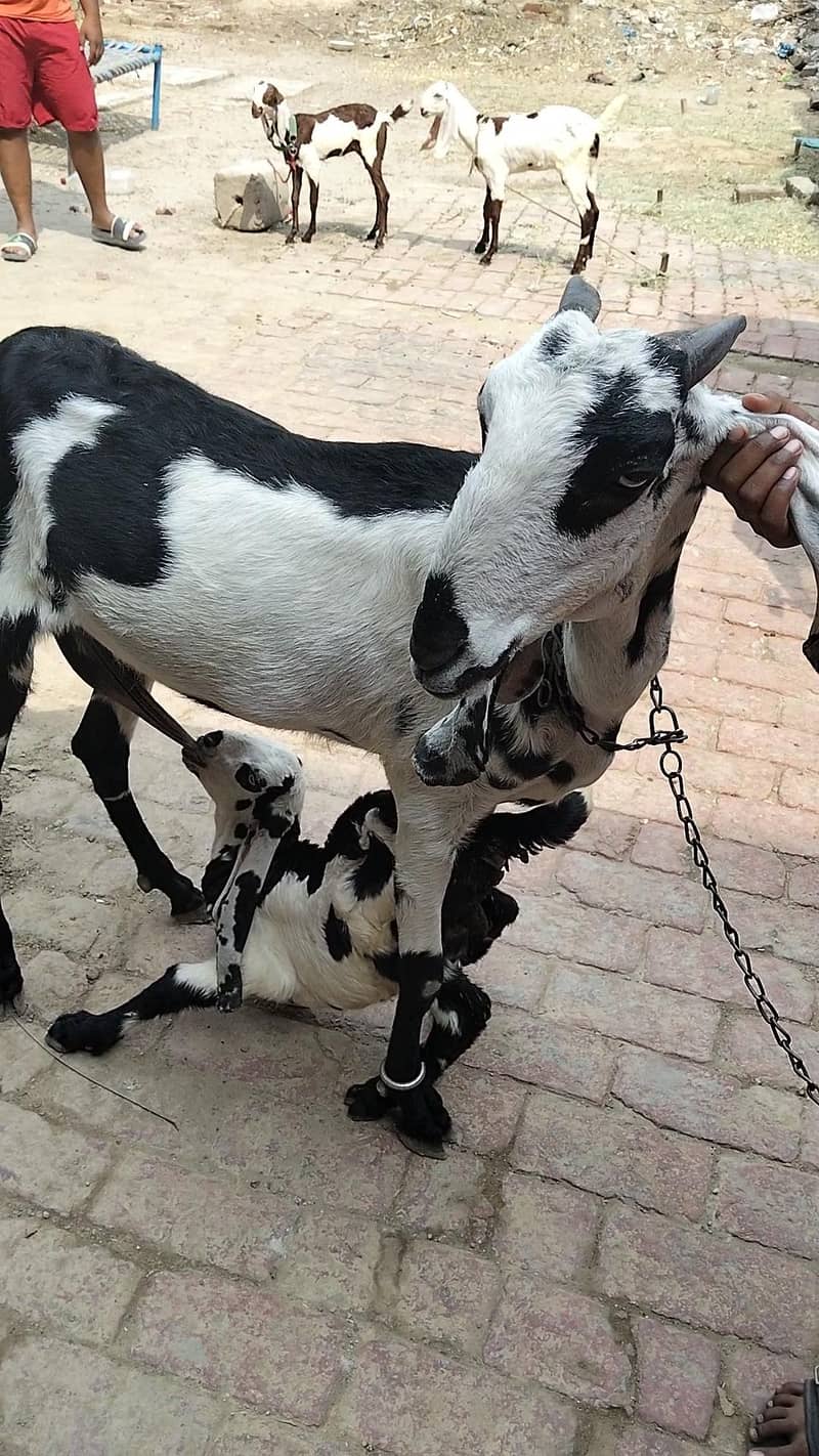 Goats 3
