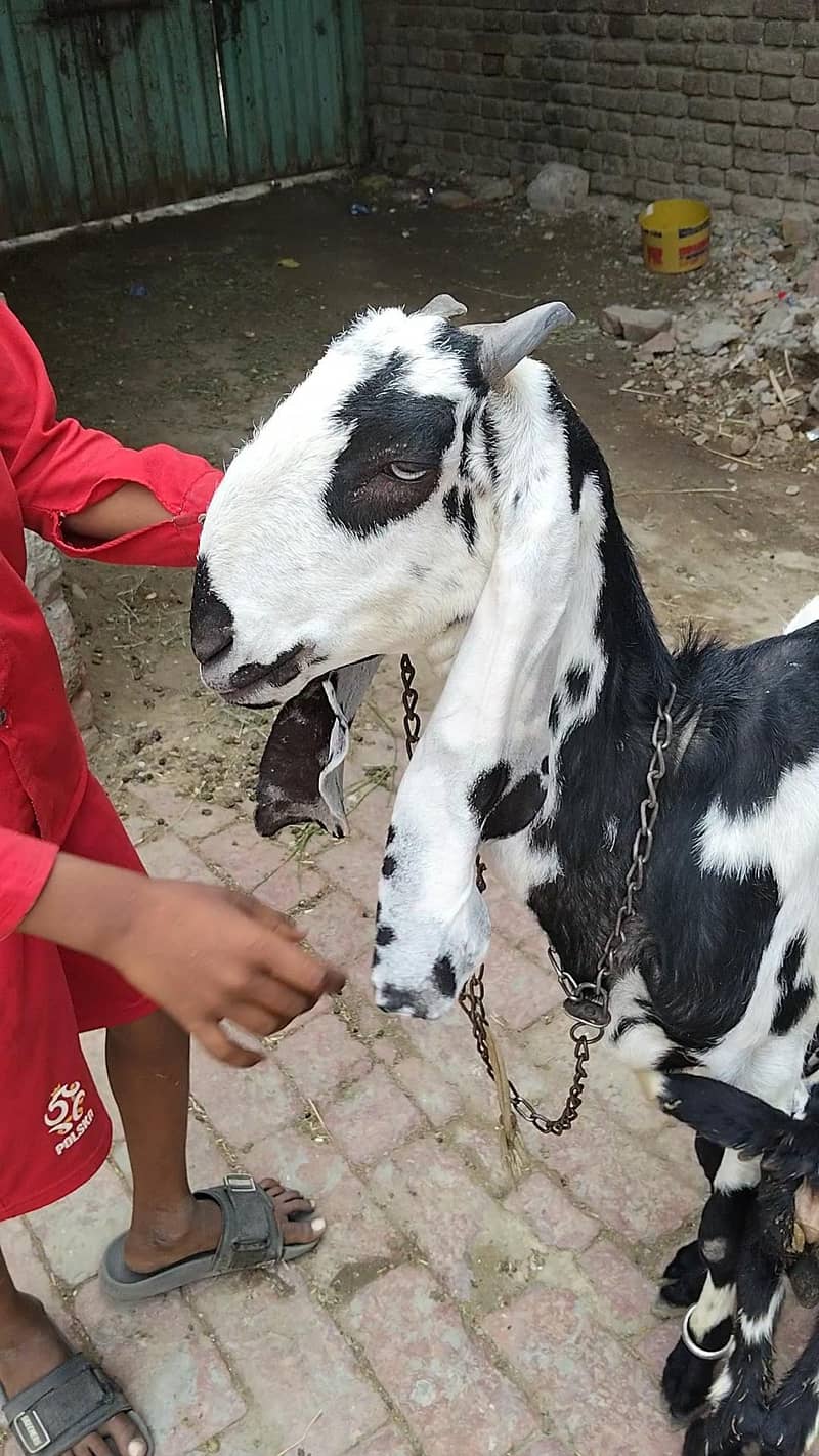 Goats 4