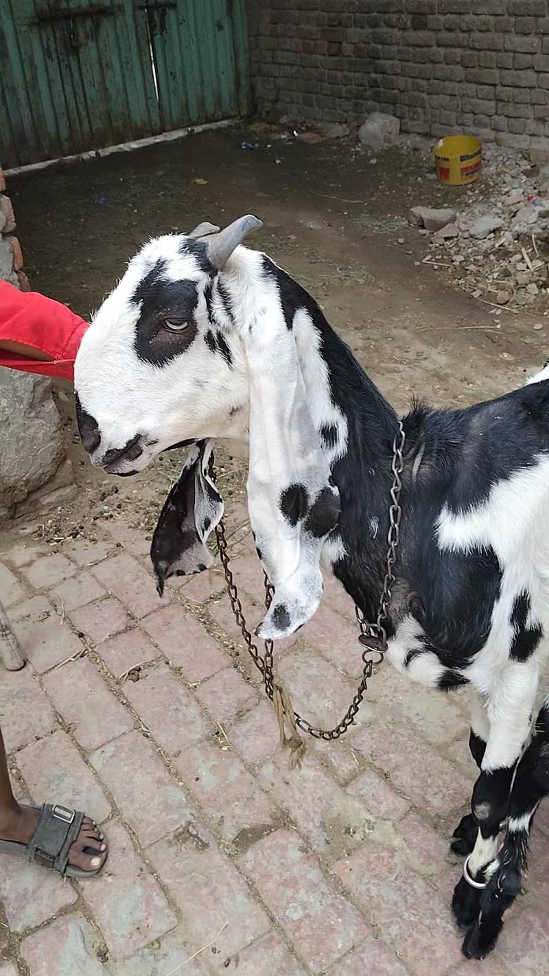 Goats 5