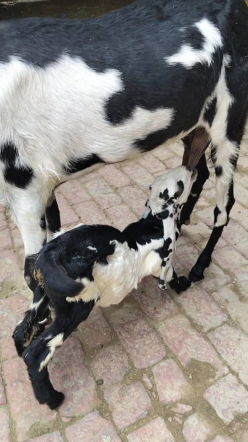 Goats 6