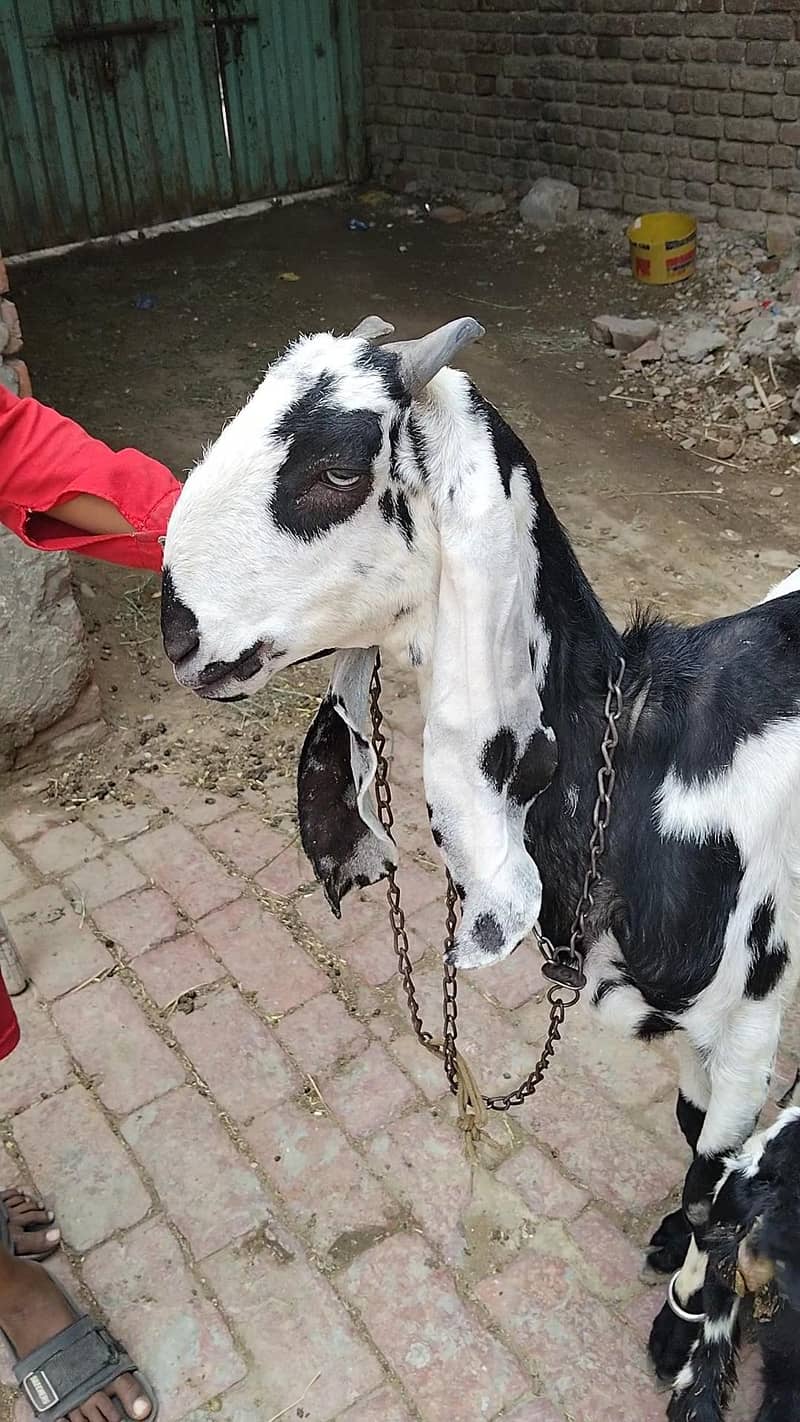 Goats 7