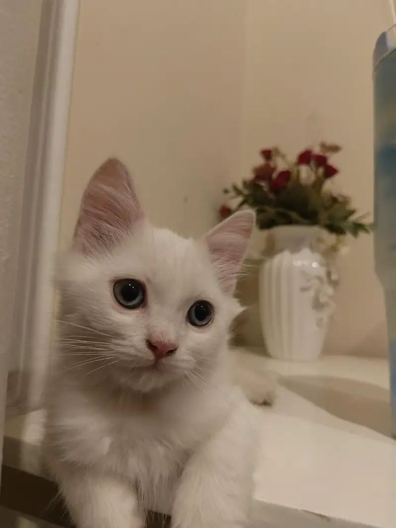 Persian kitten home breed — photo 3