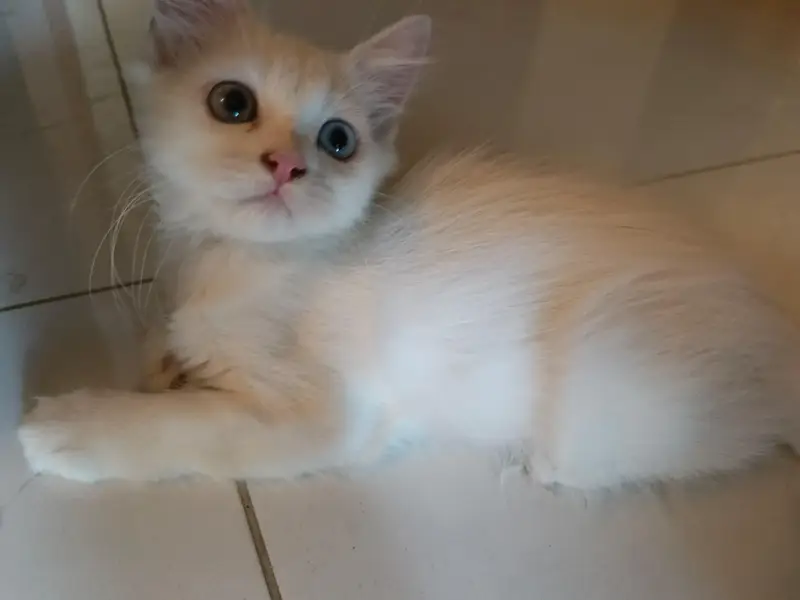 Persian kitten home breed — photo 4