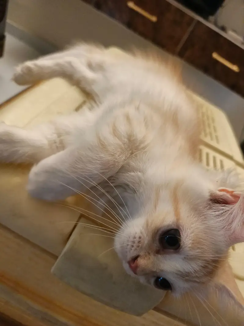 Persian kitten home breed — photo 5