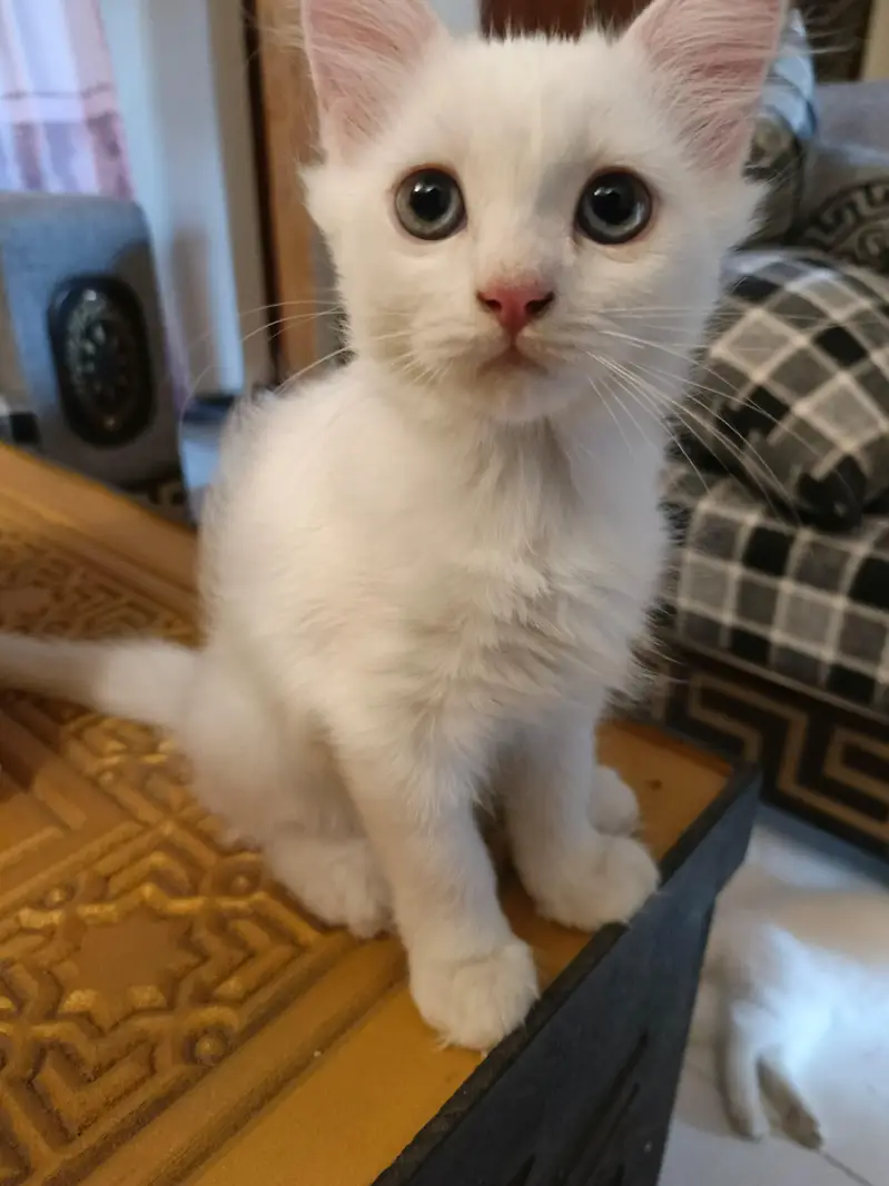 Persian kitten home breed — photo 6