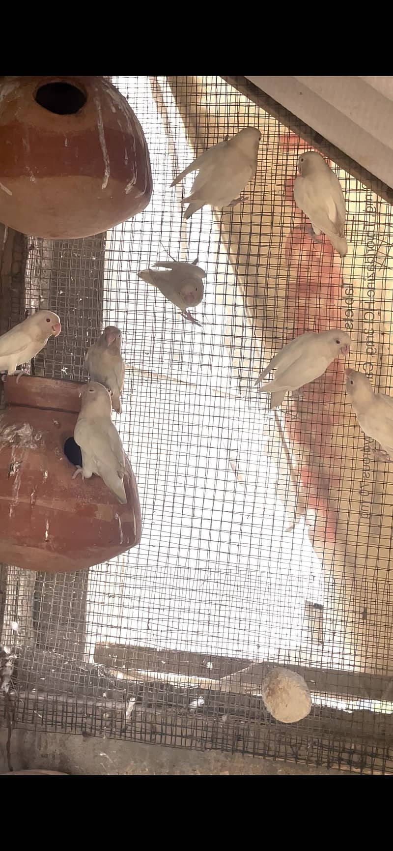 Albino 0