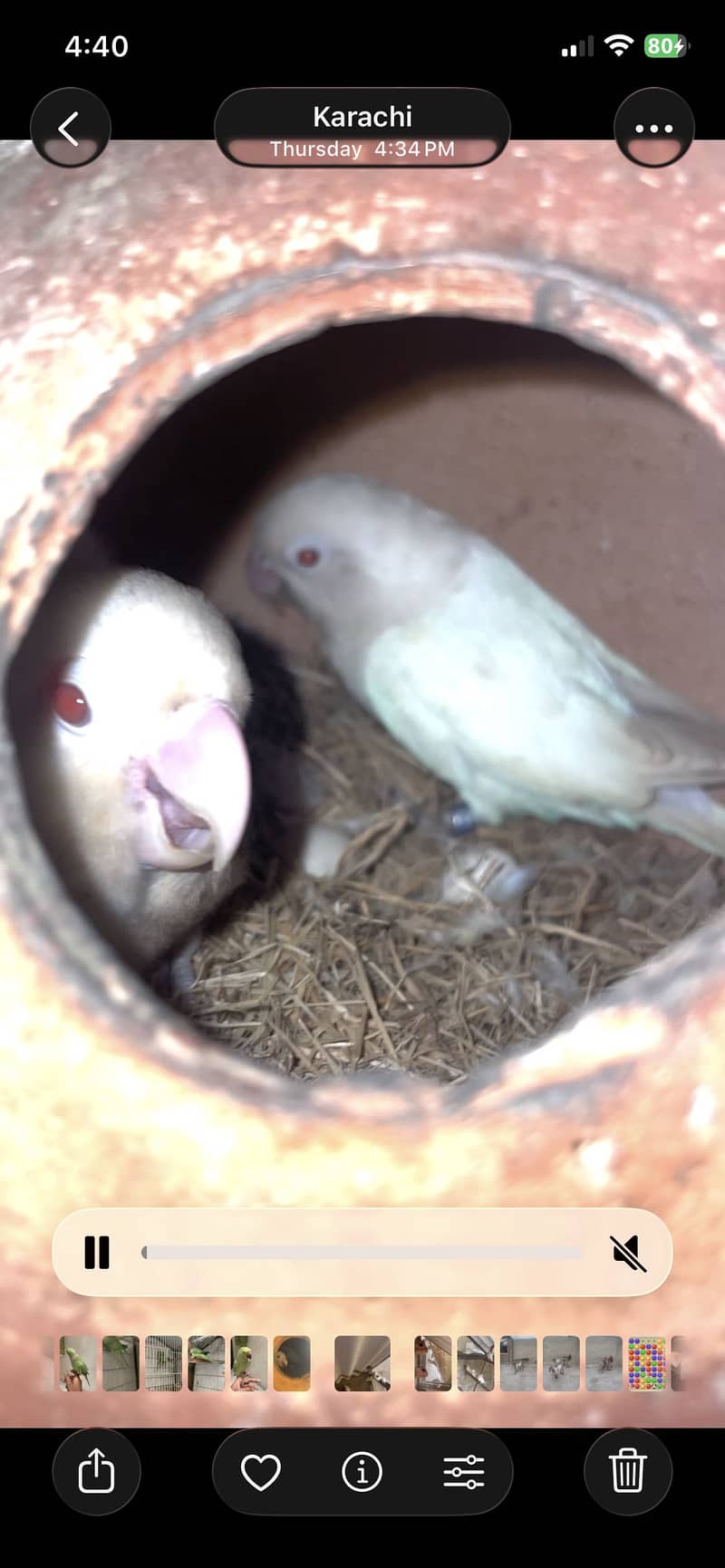 Albino 1