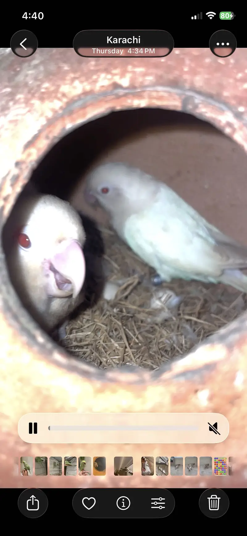 Albino — photo 2