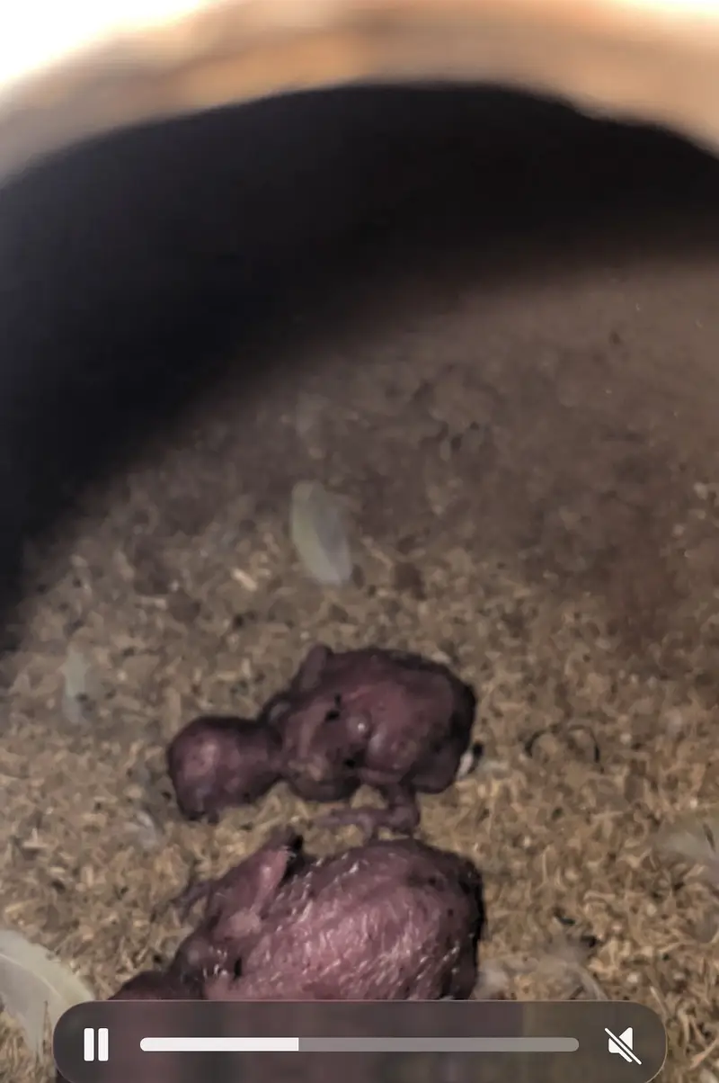 Albino — photo 3