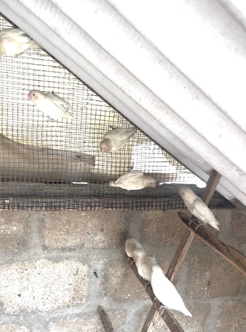 Albino 3