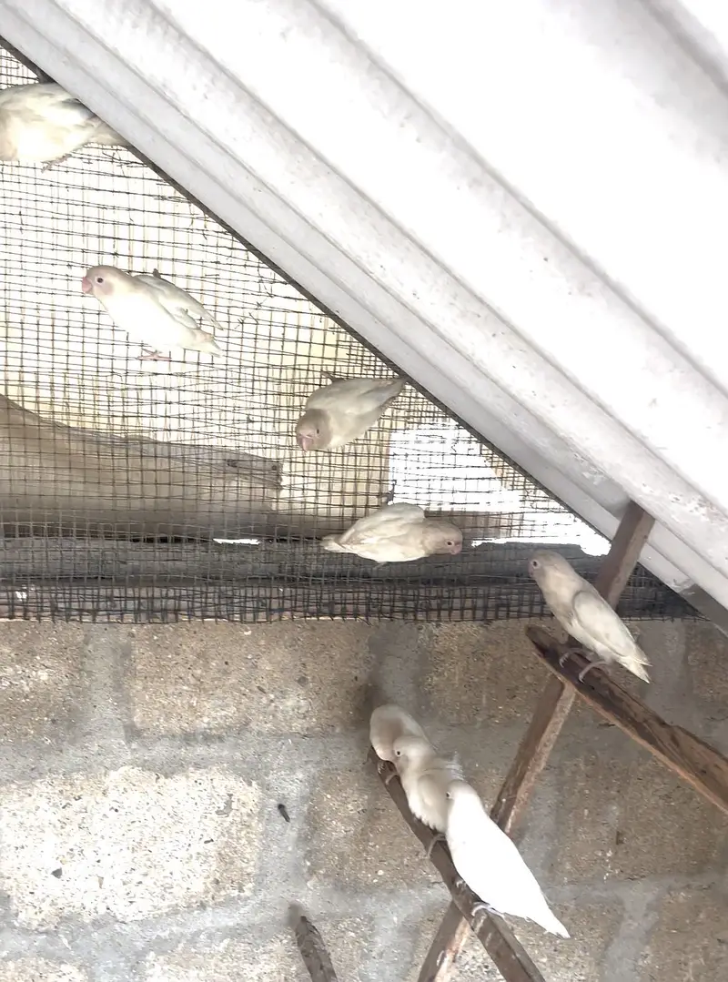 Albino — photo 4