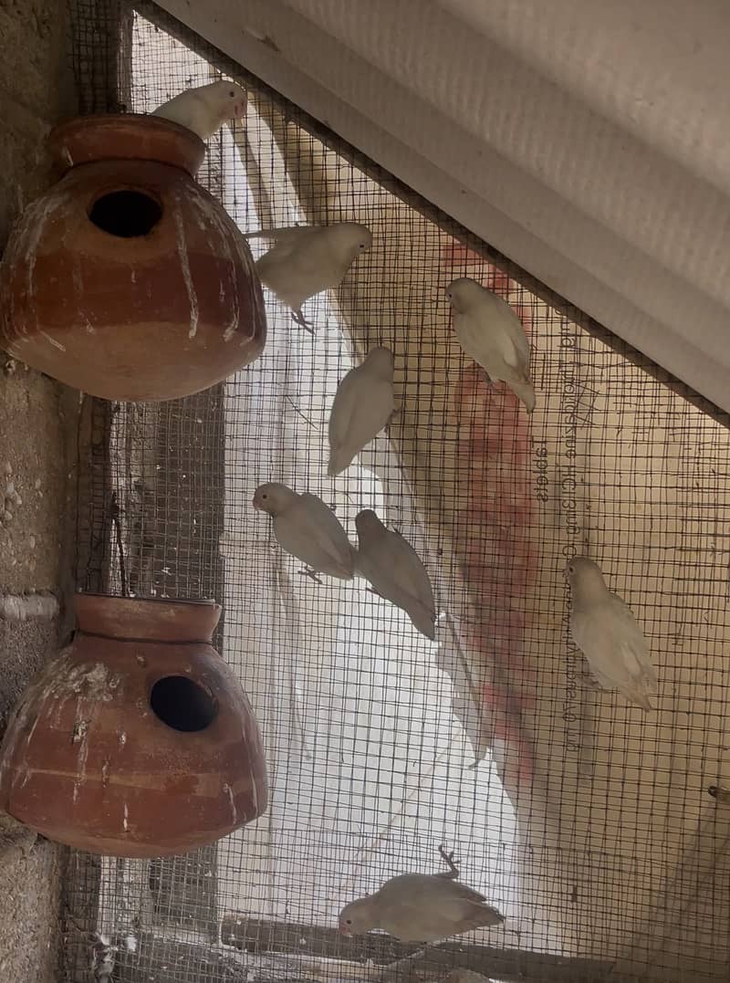 Albino 4