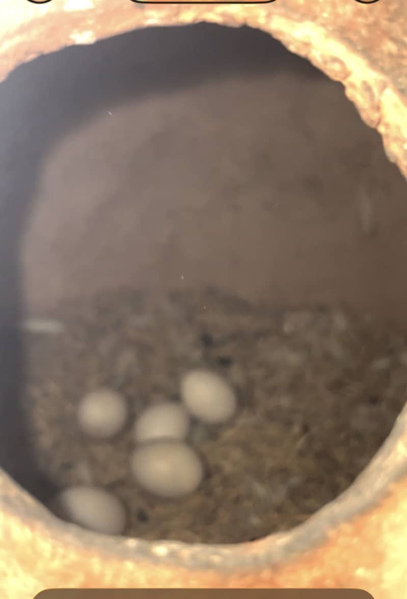 Albino 5