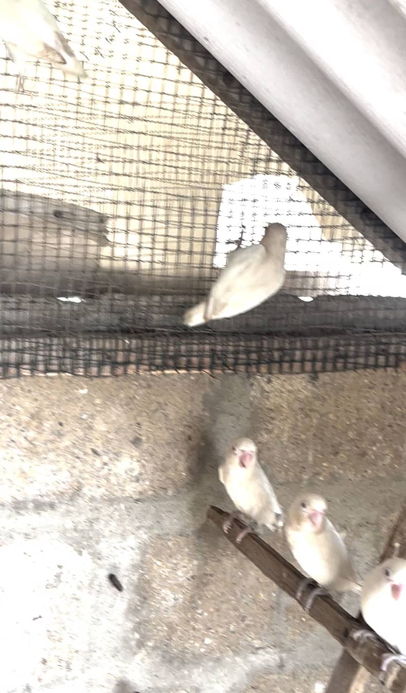 Albino 8
