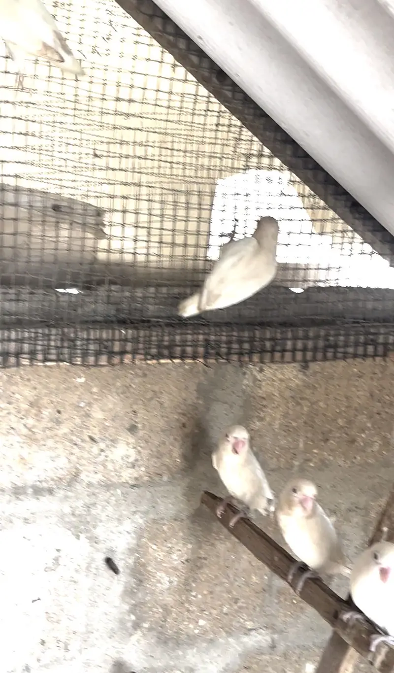 Albino — photo 9