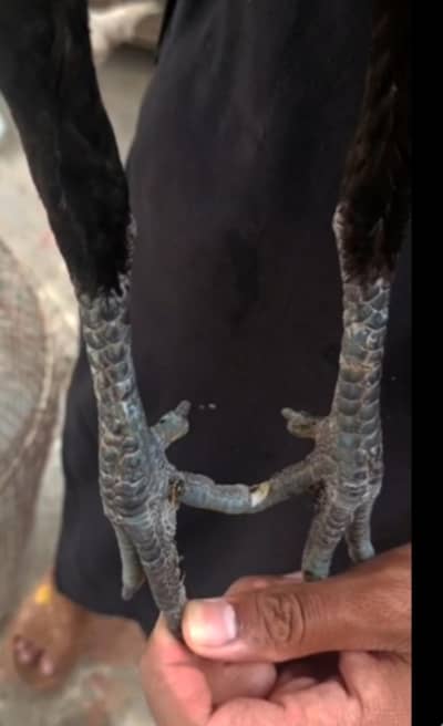 Thai madi panas pakoy madi Turkish hint female