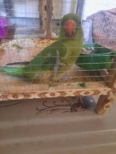 Self chick tame 03204590697