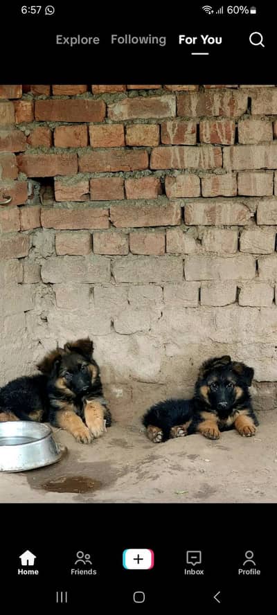 Long coat German puppy Shepherd . 03476578922 WhatsApp