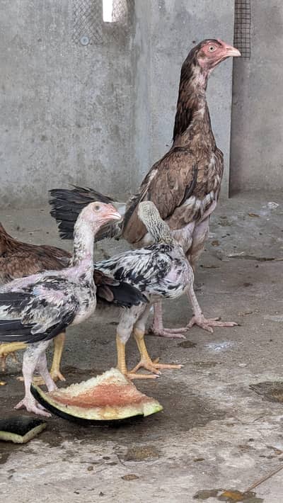 aseel chicks ghar k pale hue.