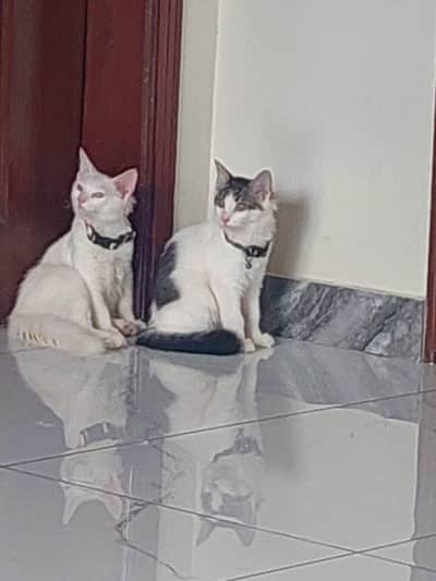 Two Healthy Male Persian kittens