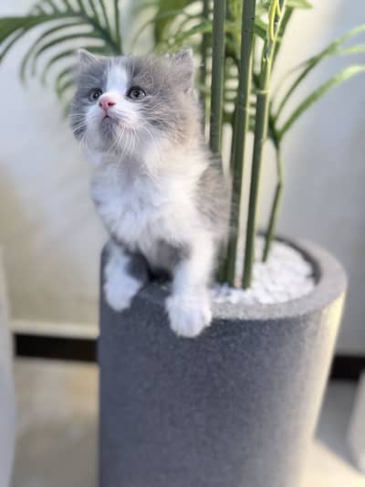 Grey and white Persian kitten
