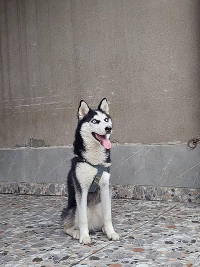 dog for sale